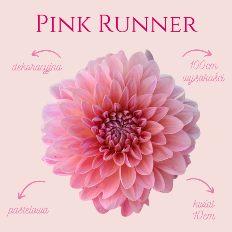 Pink Runner .png