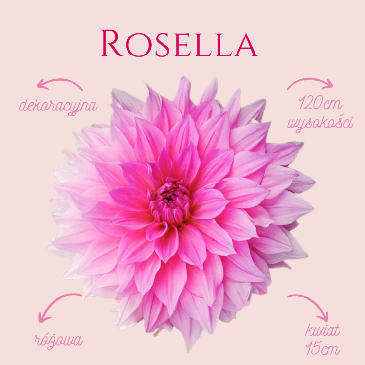 Rosella.png