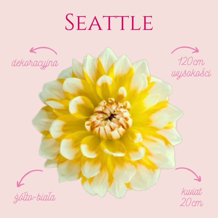 Seattle .png
