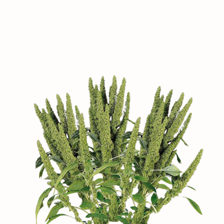 Amarantus Green Thumb .png