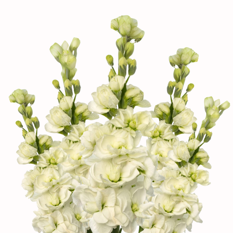 Lewkonia Iron White .png