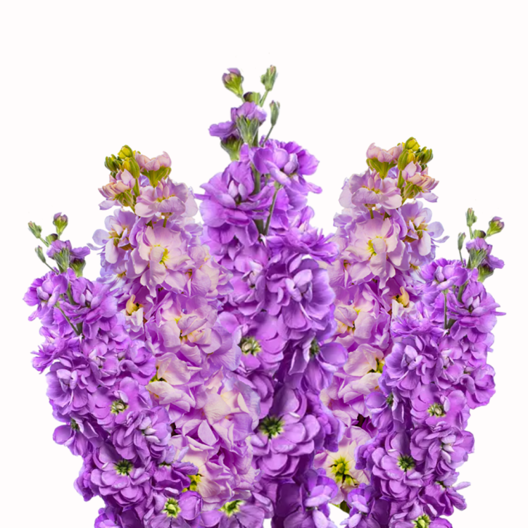 Lewkonia Anytime Lavender .png