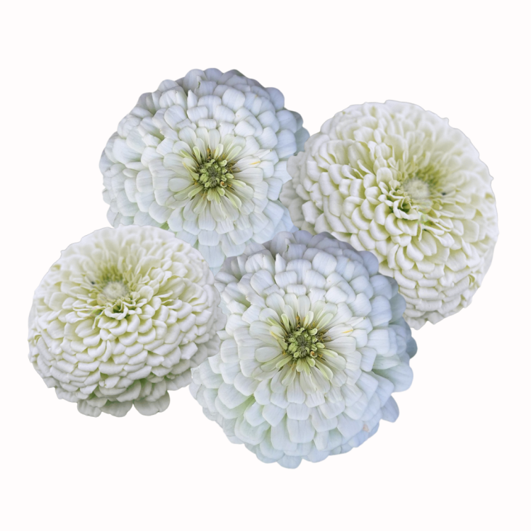 Cynia Benary's Giant White.png