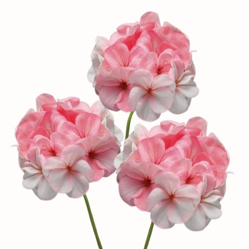 Pelargonia pasiasta - Pinto Premium White to Rose.png