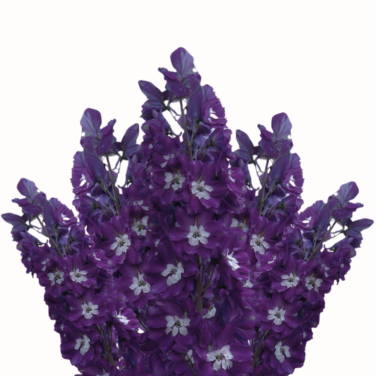 Ostróżka Pacyfic Giant King Arthur.png