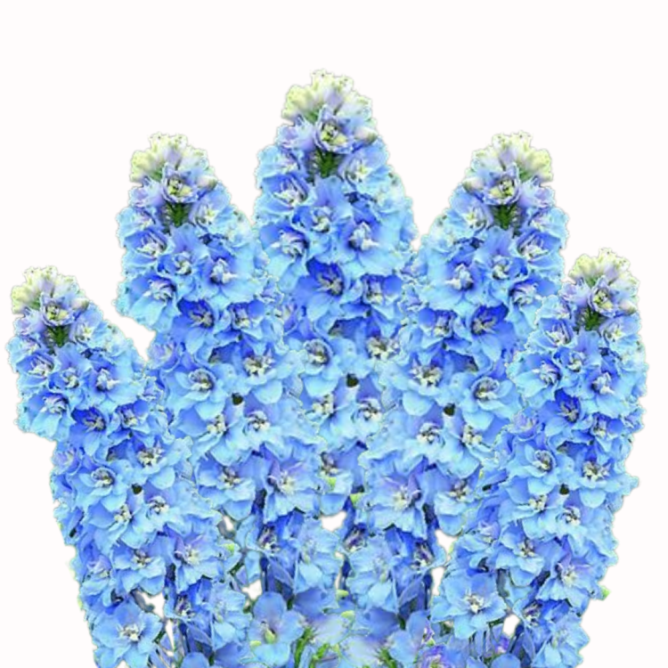 Ostróżka - Magic Fountain Sky Blue White Bee.png