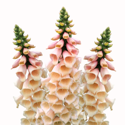 Naparstnica purpurowa - Naparstnica Dottie Peach  .png