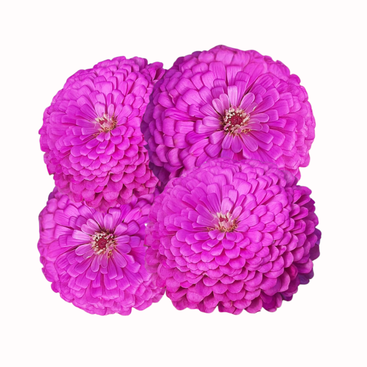 Cynia Benary's Giant Lilac.png
