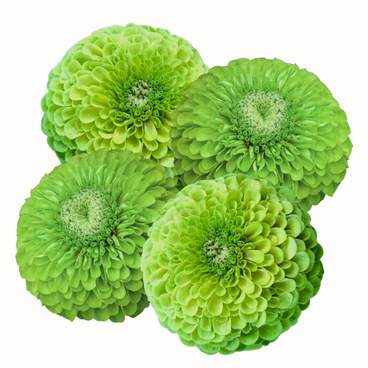 Cynia Benary's Giant Lime .png