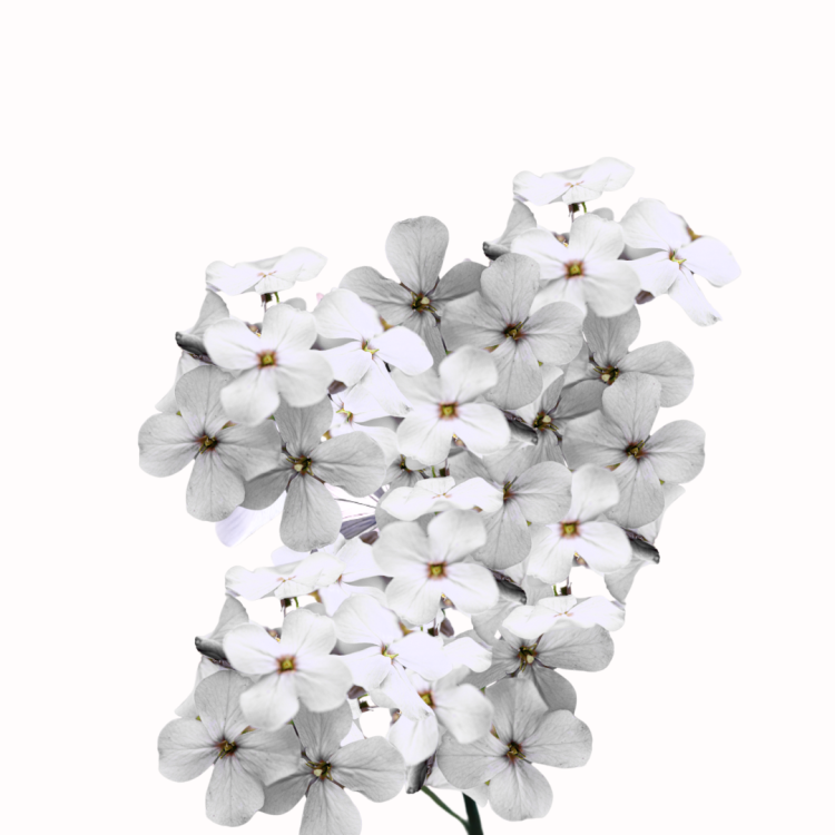 Wieczornik damski biały.png