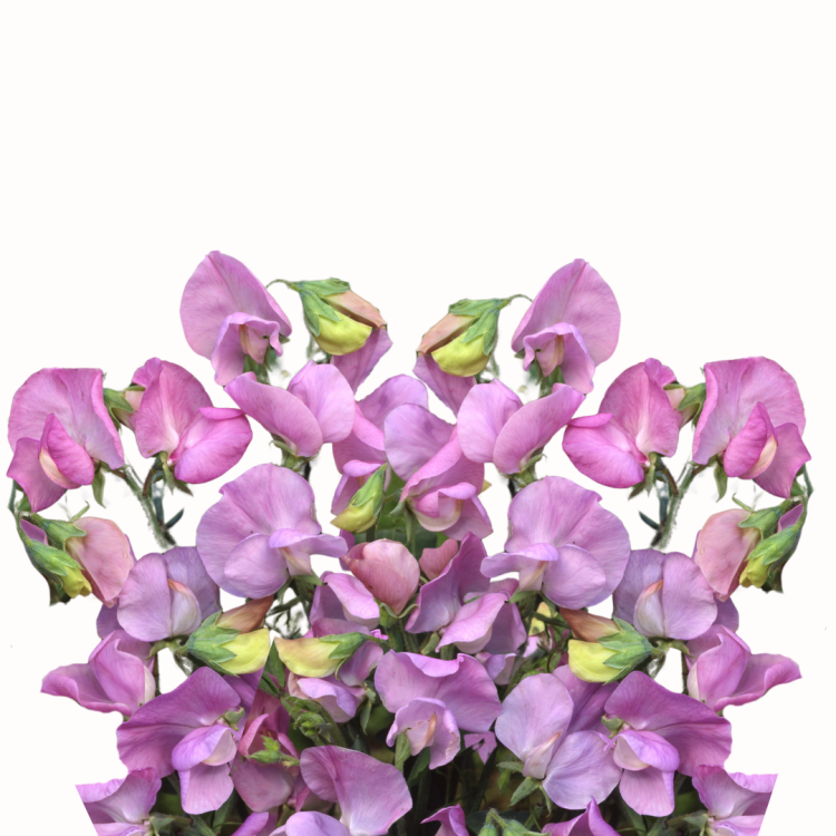 Groszek pachnący - Royal Lavender.png