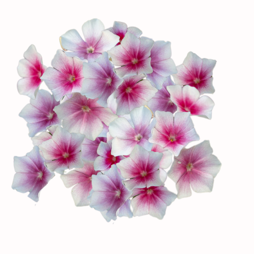 Floks Drummonda - Blushing Bride .png