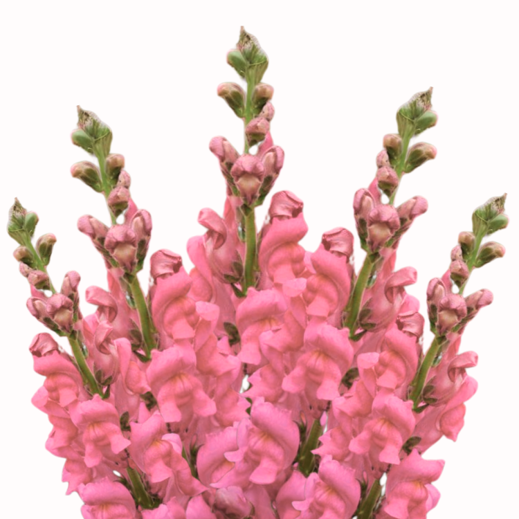 Lwia paszcza Overture II Pink ™.png