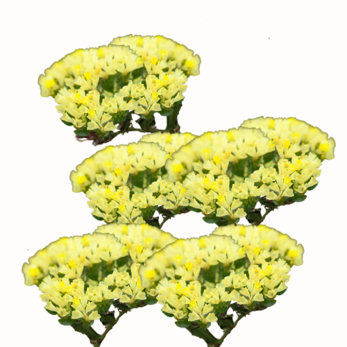 Zatrwian wrębny - Forever Moonlight.png