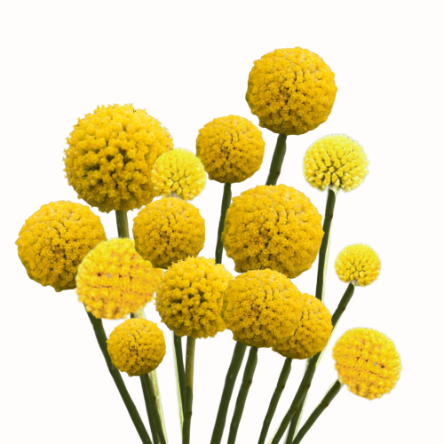 Kraspedia kulista Drumstick .png