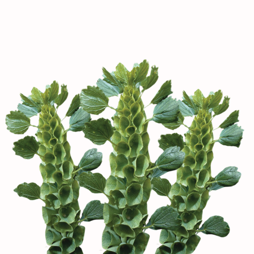 Dzwonki irlandzkie .png