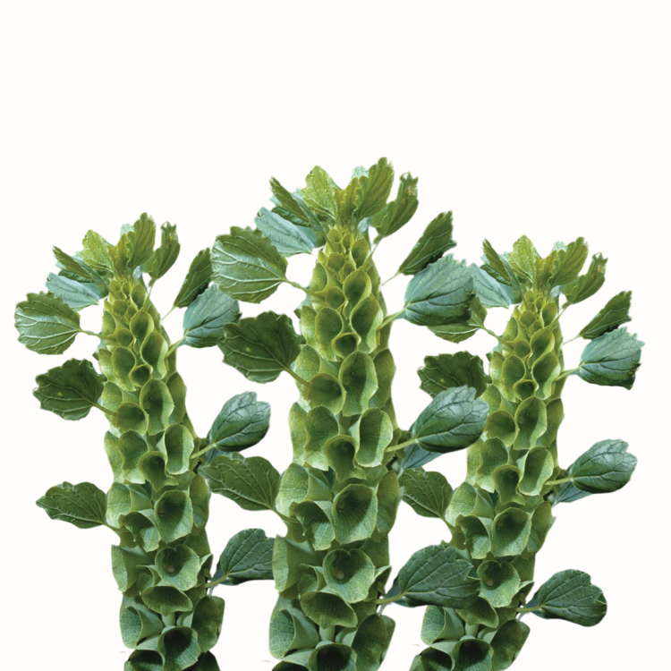 Dzwonki irlandzkie .png