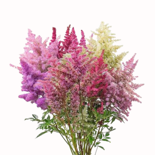 Astilbe Tawułka Arendsa Rhapsody .png