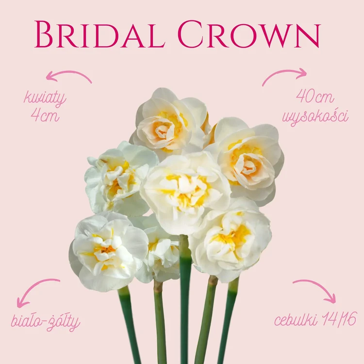 biały narcyz z żółtym środkiem. Narcyz cebule kwiatowe