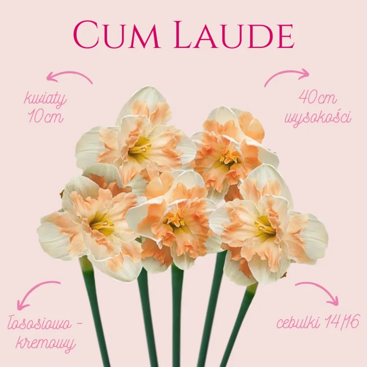 Biały narcyz z kremowymi płatkami, narcyz cebulki kwiatowe