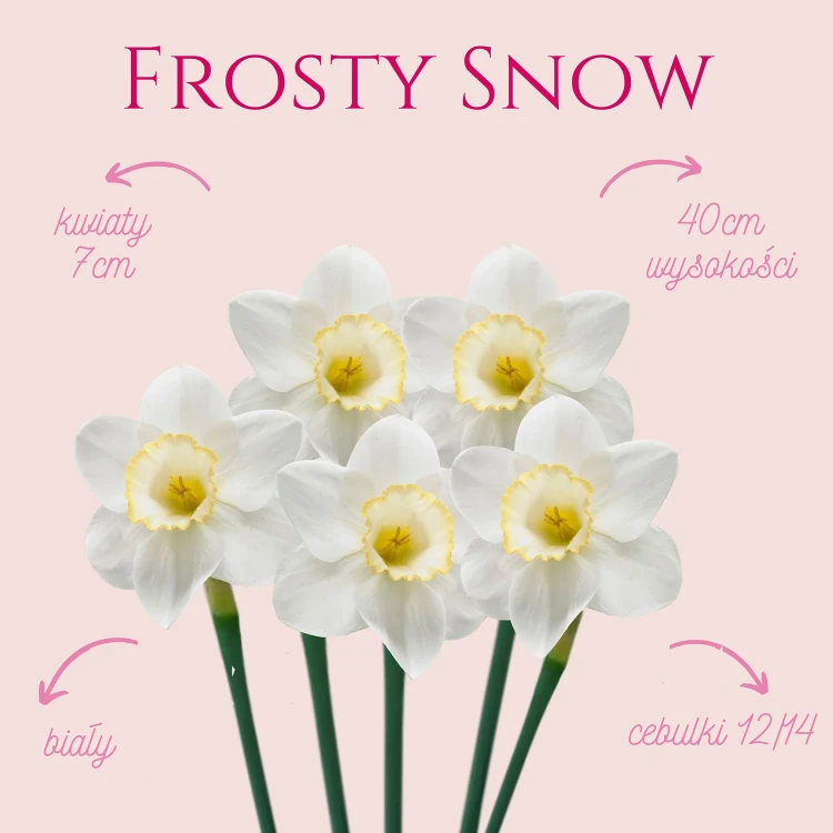 Biały narcyz z żółtym środkiem