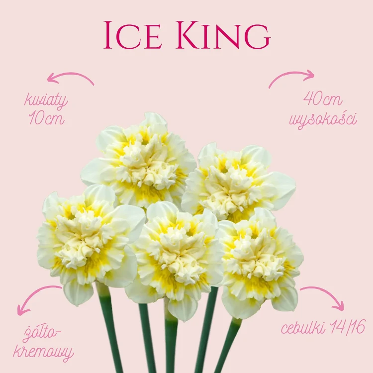 narcyz żonkil żółto kremowy