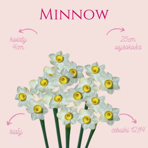 białe narcyzy żonkile z żółtymi środkam