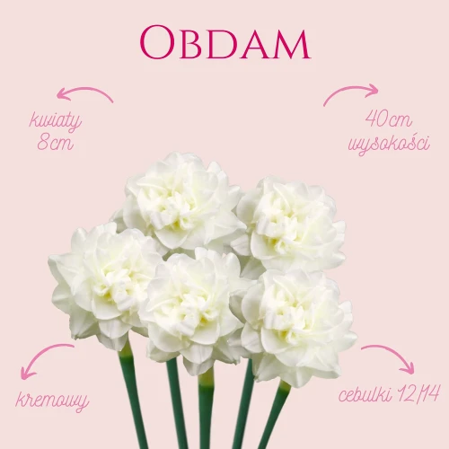 Biały narcyz, żonkil bialo kremowy