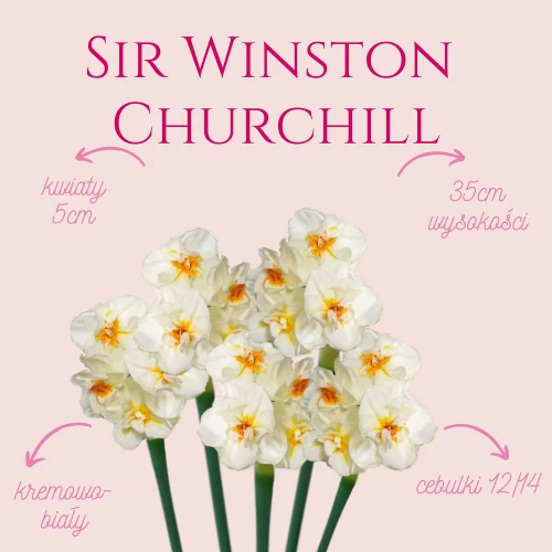 narcyz kwiaty biało żółte