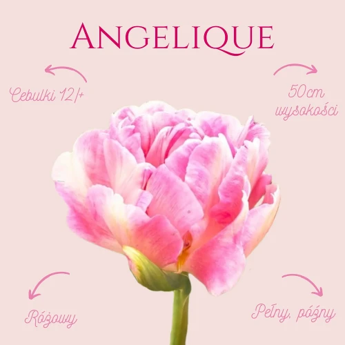 różowy tulipan, cebulki kwiatowe, zestaw