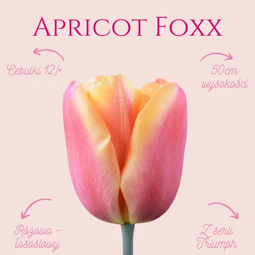 tulipan różowo żółty, W zestawie 10 sztuk cebulek kwiatowych!