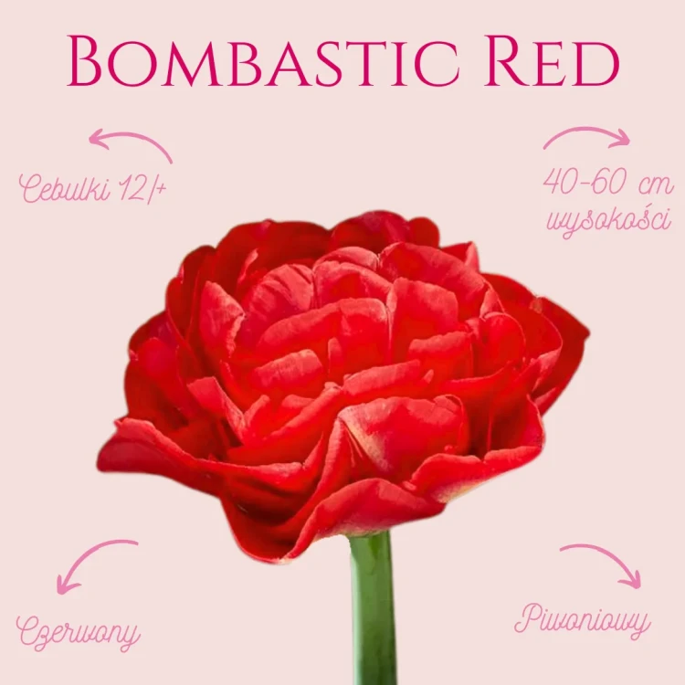 czerwony tulipan piwoniowy