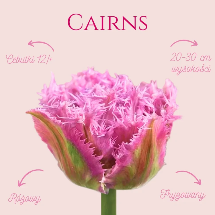 różowy tulipan do ogrodu, tulipan fryzowany