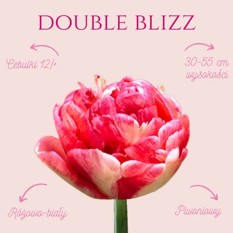 różowy tulipan do ogrodu