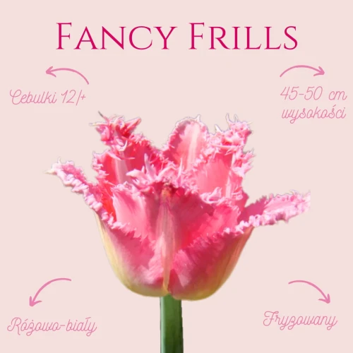 różowa odmiana tulipana