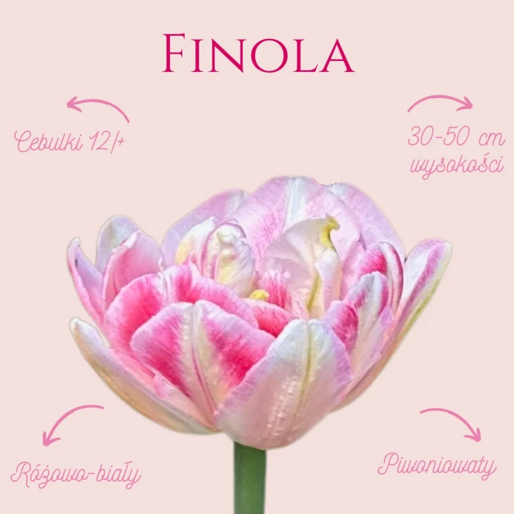 tulipan piwoniowy różowy