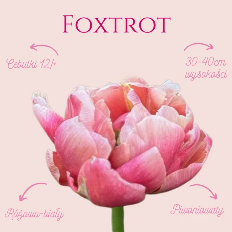 odmiana tulipana pełnego