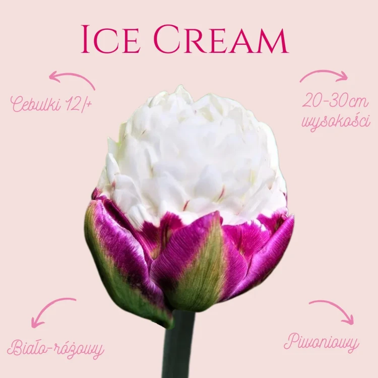 tulipan jak lody, tulipan biały róż