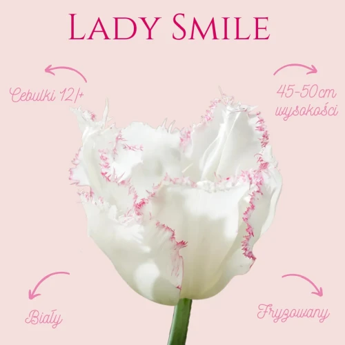 tulipany podlewanie, kwiaty białe