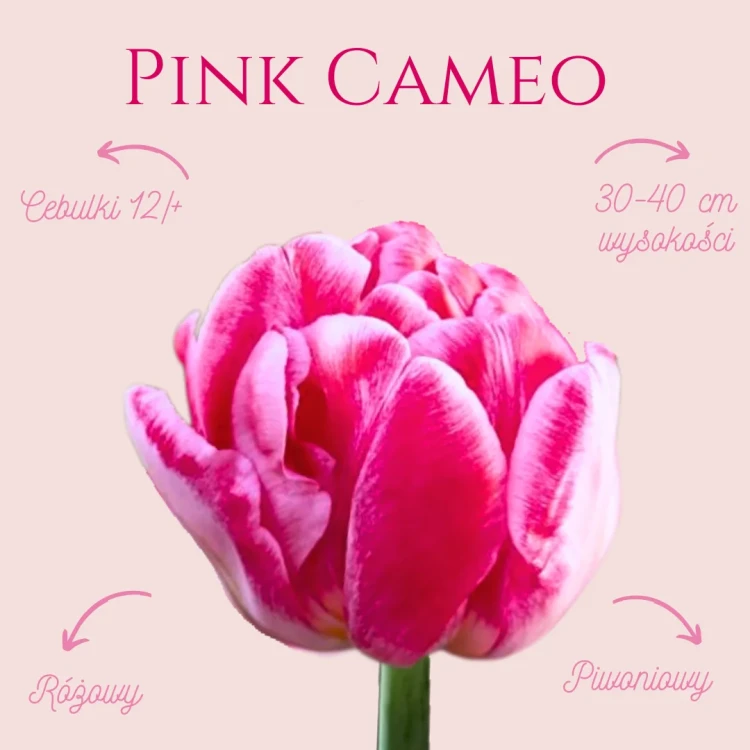 różówy tulipan pink