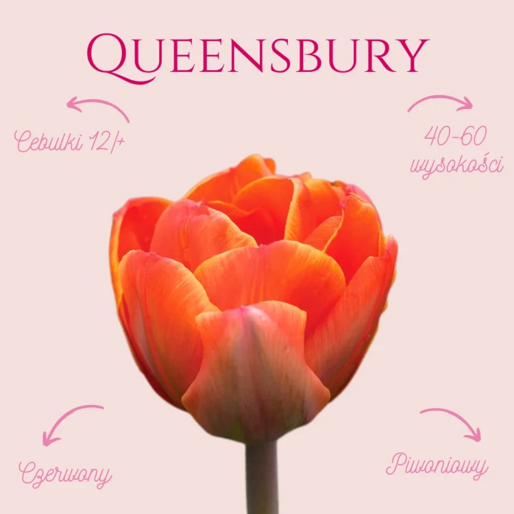 czerwone tulipany