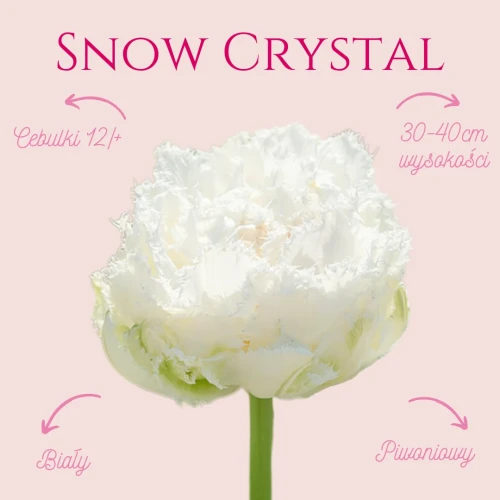 biały tulipan, cebulki kwiatowe