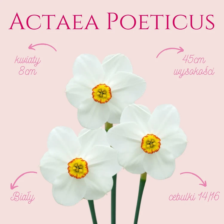 Narcyz ogrodowy - białe kwiaty i uroczy żółty środeczek z czerwoną obwódką.