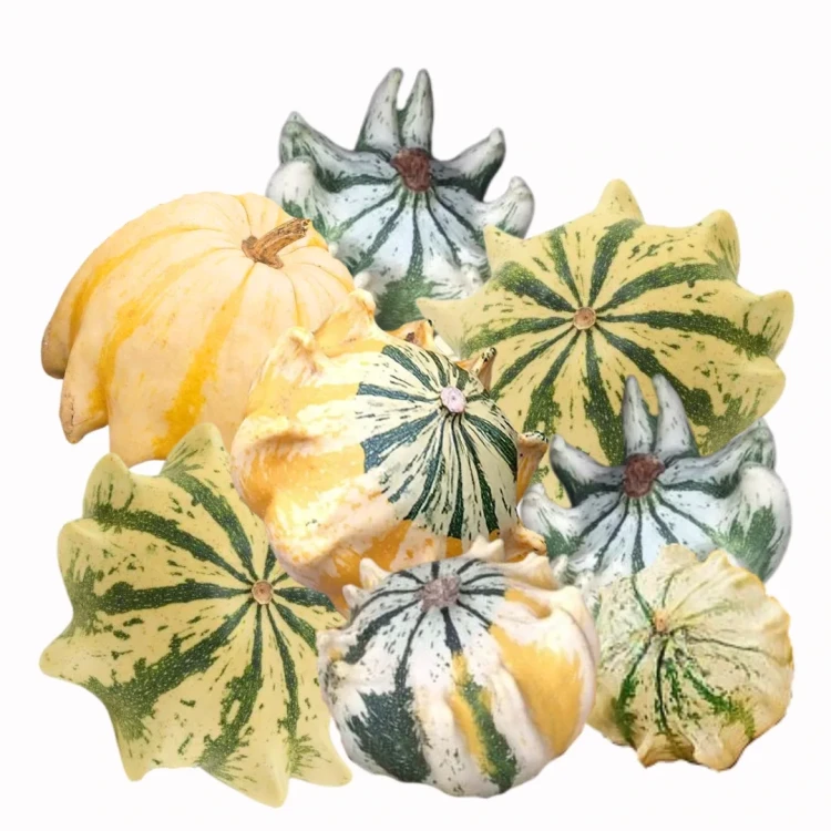 Dynia ozdobna koroniasta - Crown of Thorns