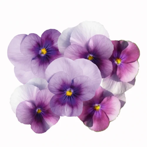 bratek fioletowy, fiołek fioletowy, fiołek rogaty