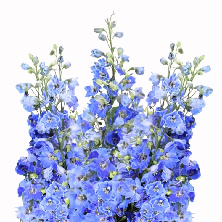 Ostróżka - Candle Light Blue Shades