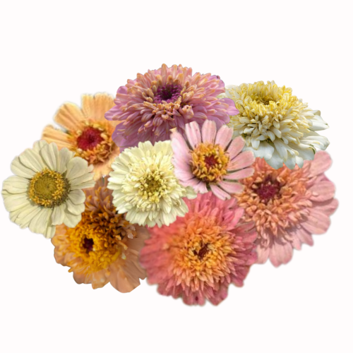 Cynia - Cresto! Peaches & Cream.png