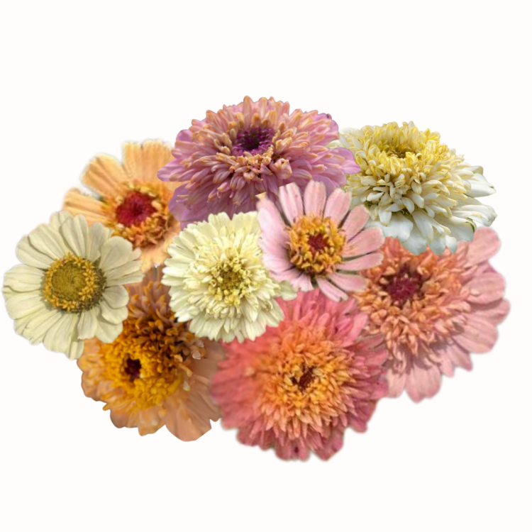 Cynia - Cresto! Peaches & Cream.png