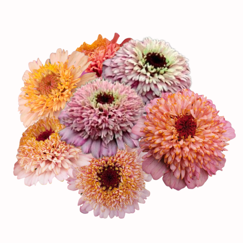 Cynia - Cresto! Peachy Pink.png