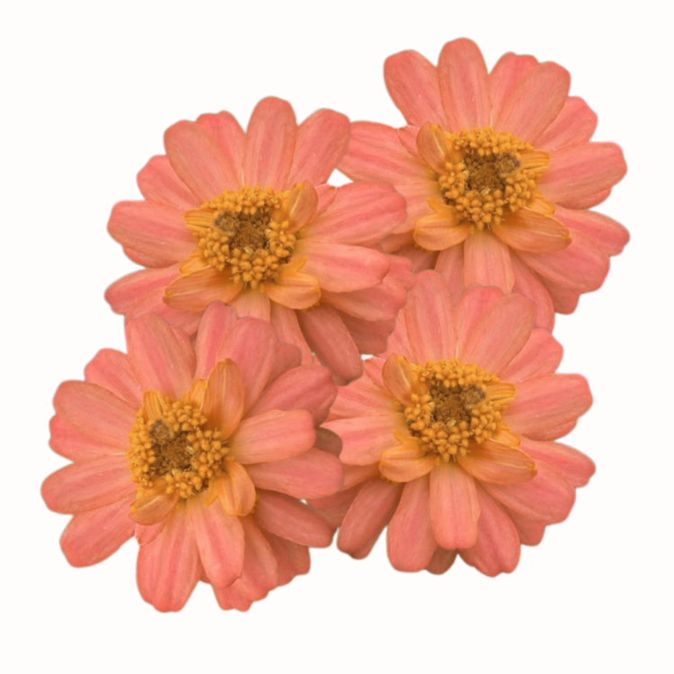 Cynia - Profusion Double Deep Salmon.png